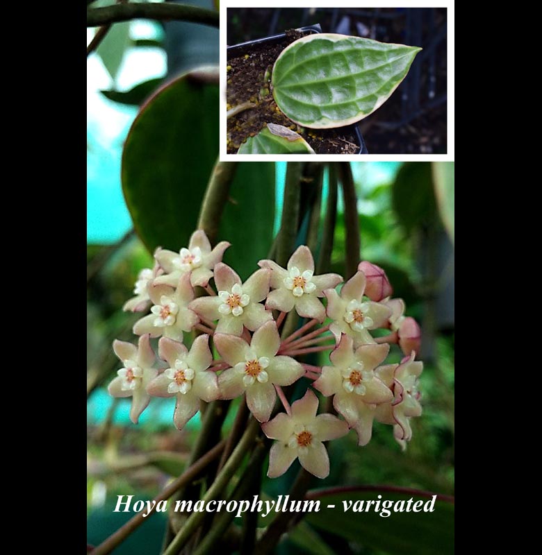 Hoya macrophyllya 4 inch pots